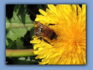 Common Carder Bumblebee. Hetton Park. 24th April 2024 2.jpg